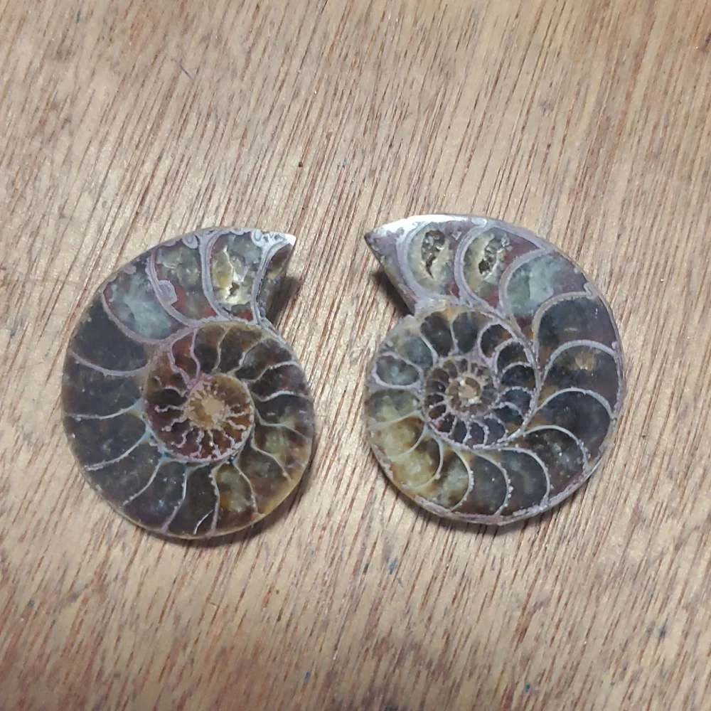 N/A beautiful ammonite